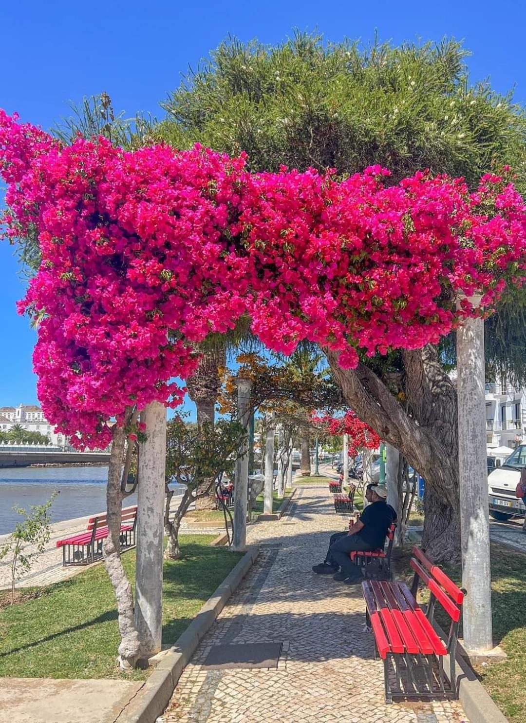 Tavira Garden Oasis Apartment Екстериор снимка